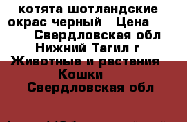 котята шотландские, окрас черный › Цена ­ 3 000 - Свердловская обл., Нижний Тагил г. Животные и растения » Кошки   . Свердловская обл.